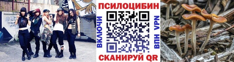 Псилоцибиновые грибы Cubensis  где можно купить наркотик  Сурск 